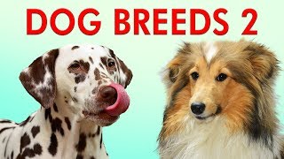 DOG BREEDS  Part 2  Learn Different Types of Dogs  Breeds of Dogs 101 [upl. by Izogn]