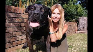 THE BOERBOEL LION DOG  MOST POWERFUL MASTIFF IN SOUTH AFRICA [upl. by Aseeral]