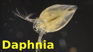 Daphnia [upl. by Gregoire]