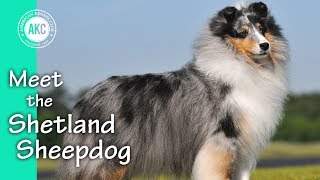 Meet the Shetland Sheepdog [upl. by Strohbehn555]