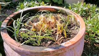 Agapanthus in Pots [upl. by Lakym]