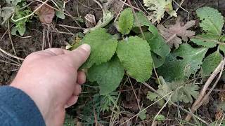 FOXGLOVES HOW TO DIG UP AND MOVE INTO FINAL FLOWERING POSITION [upl. by Ydarg]