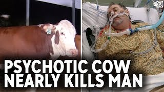 Psychotic cow attacked man twice and nearly killed him [upl. by Eladal85]