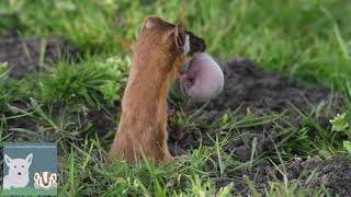 Long Tailed Weasel Baby [upl. by Aletsirc]