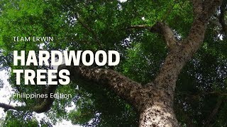 10 Hardwood Trees in the Philippines [upl. by Nnyllatsyrc]