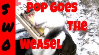 Weasel Trapping Sets Location and Catches [upl. by Ledba]