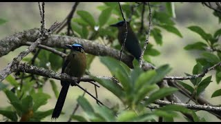 Barranquero  pájaro Péndulo Relojero [upl. by Ecirtram]