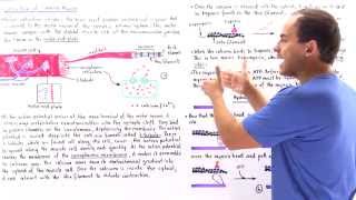 Contraction of Skeletal Muscle [upl. by Ainavi113]