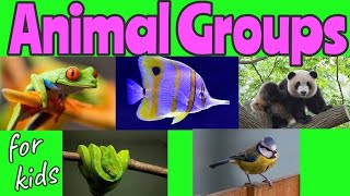 ANIMAL Groups  Animal Classification for kids 🐼🐍🐦🐠🐸  Miss Ellis animalclassification [upl. by Ellehsim]