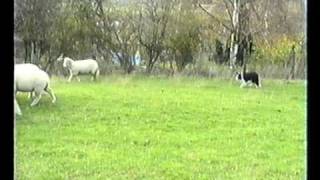 Sheepdog Training With Ted Hope Pt 4 [upl. by Eberhard]