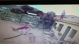 Dogs Attack Robber Who Break Into A Building Tear His Clothing [upl. by Penrose]