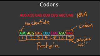 Codons [upl. by Ymmat]