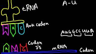 Codon Anticodon Bonding [upl. by Eelsew]