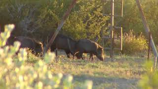 Cacería de jabalí con rifle cal 22 lr Javelina hunting with a 22 lr rifle [upl. by Aloibaf]