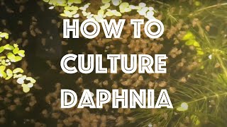 How To Culture Daphnia Magna [upl. by Eseela516]