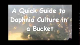 How to culture daphnia outside [upl. by Norvol]