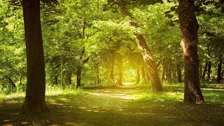 Relaxing Music Enchanting Forest Nature Sounds Piano Music Stress Relief [upl. by Bonaparte464]