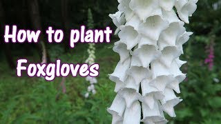 How to plant Foxgloves [upl. by Dhu]