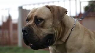 The Best Boerboel Ever Middlepos Alpha 979 [upl. by Haibot]