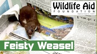 Feisty Weasel Release [upl. by Johannah]