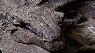 Worlds bestpreserved armoured dinosaur fossil now on display [upl. by Zullo]