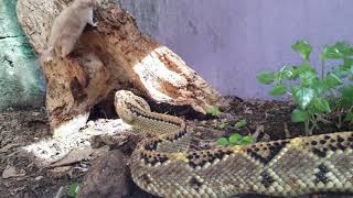 Crotalus culminatus [upl. by Terence128]