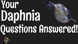 Daphnia Questions Answered [upl. by Piks]