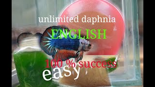 daphnia moina culture Easy way Unlimited production English  with sub Green water Chlorella [upl. by Mallen998]