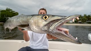 NOBODY Eats this Fish Catch Clean Cook Barracuda [upl. by Carisa586]