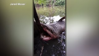 VERIFY Dead bull shark found in Trinity River [upl. by Alyahc]