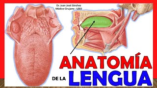 🥇 ANATOMÍA DE LA LENGUA ¡Explicación Fácil y Sencilla [upl. by Elisabetta]