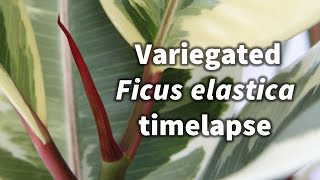 Variegated Ficus elastica rubber plant growth timelapse 2 [upl. by Adlar940]