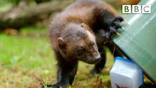 Are weasels the world’s cheekiest predators  BBC Earth [upl. by Gipsy96]