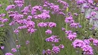 Verbena Bonariensis [upl. by Ahsar]