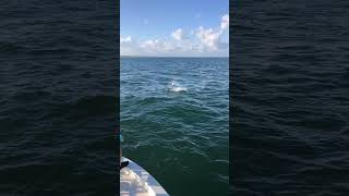 Boca Grande tarpon fishing [upl. by Danell]