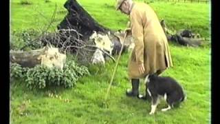 Sheepdog Training With Ted Hope Pt 2 [upl. by Thamora]