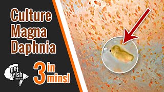 How to culture DAPHNIA MAGNA  The easy way [upl. by Anavahs]