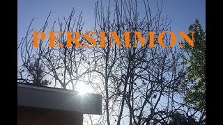 How to prune a PERSIMMON [upl. by Yenroc623]