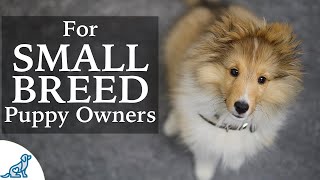 Sheltie Puppy Training  Should Small Breed Owners Train Differently [upl. by Herm365]