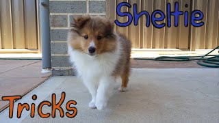 Sheltie learning tricks Compilation [upl. by Fellner840]