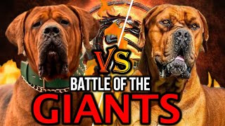 Tosa Inu vs Boerboel  Boerboel vs Tosa Inu  Battle between Giant Combat dogs  Billa Boyka [upl. by Yevreh]