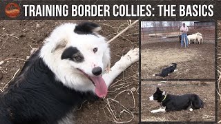 Training Border Collies The Basics [upl. by Mohkos]