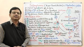 Diabetes Mellitus Part10 Mechanism of Action of Sulfonylurease  Antidiabetic Drugs  Diabetes [upl. by Ymmij]