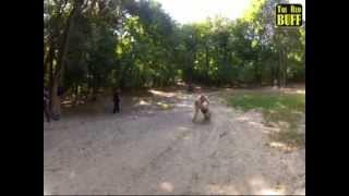 Boerboel attacks 2 [upl. by Yasmar]