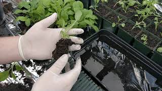 Growing foxgloves potting on part 2 [upl. by Kihtrak]