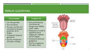 Anatomía y FIsiología del Gusto [upl. by Galer]