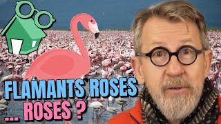 Pourquoi les flamants roses sont roses [upl. by Fabrianna]