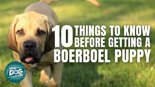 Boerboel Puppies  Things to Know about Before Getting A Boerboel Puppy [upl. by Adali]