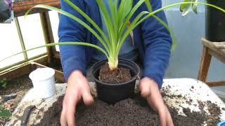 How to pot on agapanthus [upl. by Ayrad]