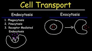 Cell Transport  Endocytosis Exocytosis Phagocytosis and Pinocytosis [upl. by Mata]